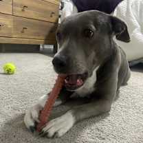 Thumbnail photo of Athena #3