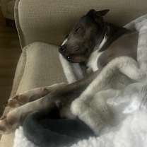 Thumbnail photo of Athena #4