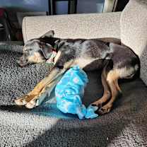 Thumbnail photo of Greta D15672 (Sponsored) #4