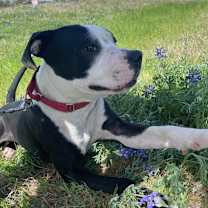 Thumbnail photo of Jace #4