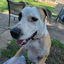 Thumbnail photo of Shasta #1