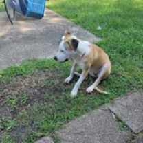 Thumbnail photo of Shasta #3
