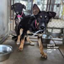 Thumbnail photo of Samantha #4