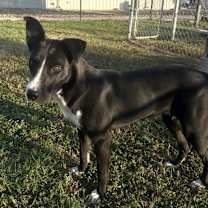 Thumbnail photo of Frannie #1