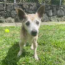 Thumbnail photo of Aku (in Hospice Foster) #1