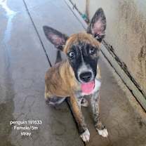 Thumbnail photo of Penguin #1