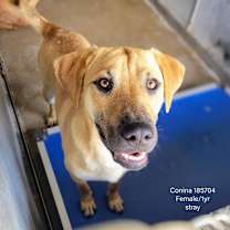 Thumbnail photo of Conina #2