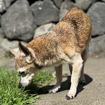 Thumbnail photo of Aku (in Hospice Foster) #3