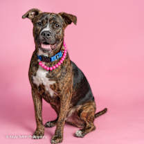 Thumbnail photo of BK #3