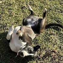 Thumbnail photo of Clyde #1