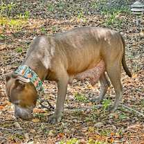 Thumbnail photo of Rosie #4