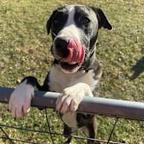 Thumbnail photo of Clyde #2