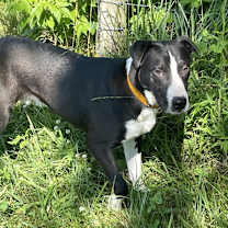 Thumbnail photo of Clyde #4