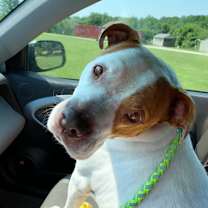 Thumbnail photo of Cadillac #3