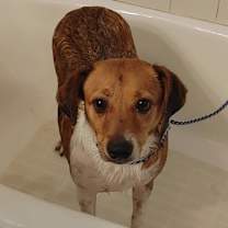Thumbnail photo of Ginger #2