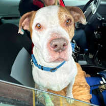 Thumbnail photo of Cadillac #4