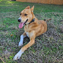 Thumbnail photo of Spiral Notebook #4