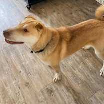 Thumbnail photo of Cookie #2
