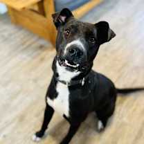 Thumbnail photo of Rogan #2