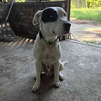 Thumbnail photo of Buddy Davis #1