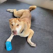 Thumbnail photo of Cookie #3