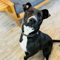Thumbnail photo of Rogan #3