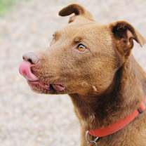 Thumbnail photo of Chip #3