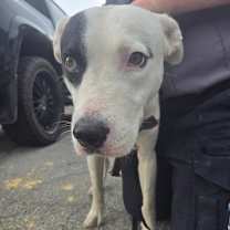 Thumbnail photo of Buddy Davis #2