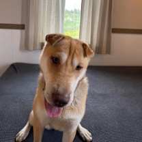 Thumbnail photo of Cookie #4