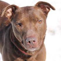 Thumbnail photo of Chip #4