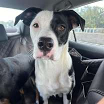 Thumbnail photo of Zuko #1