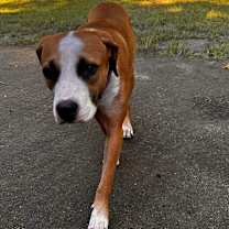 Thumbnail photo of Hopscotch #1