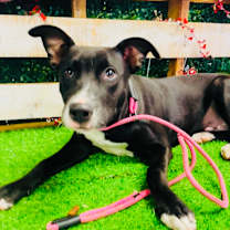 Thumbnail photo of Lil Cody #1