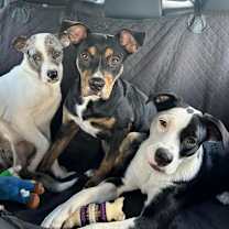 Thumbnail photo of Zuko #2