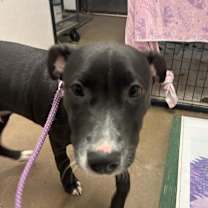 Thumbnail photo of Lil Cody #2