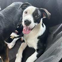 Thumbnail photo of Zuko #4