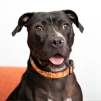 Thumbnail photo of Boba #1