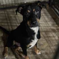 Thumbnail photo of Sampson #2
