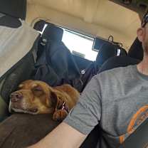 Thumbnail photo of Akita #4