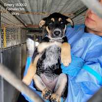 Thumbnail photo of Emery #3