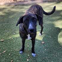 Thumbnail photo of Blanche #2