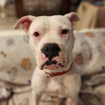 adopt-pet