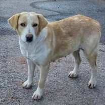 adopt-pet