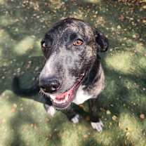 Thumbnail photo of Blanche #3