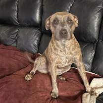 adopt-pet