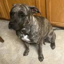 adopt-pet