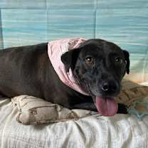 Thumbnail photo of Midge #2