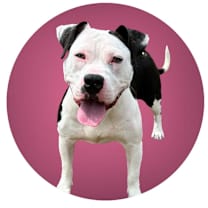 Thumbnail photo of Scarlet #1