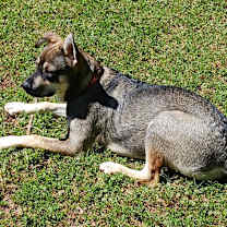 adopt-pet