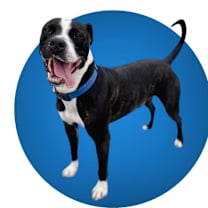 Thumbnail photo of Zeus #1
